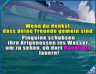 pöser pinguin.jpg