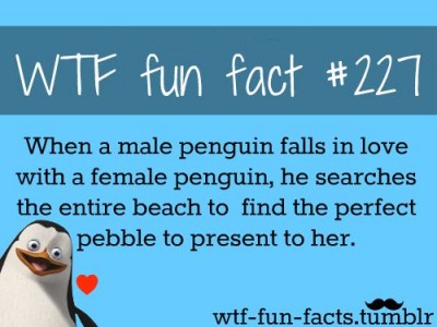 penguin in love.jpg